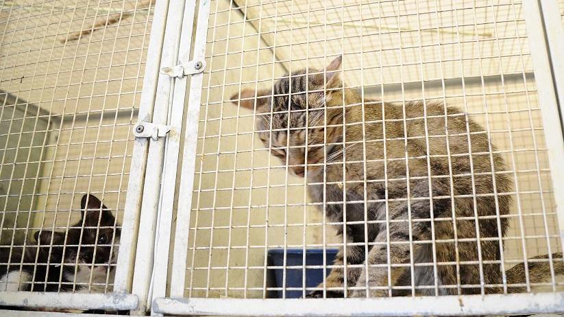 Un gatto in gabbia