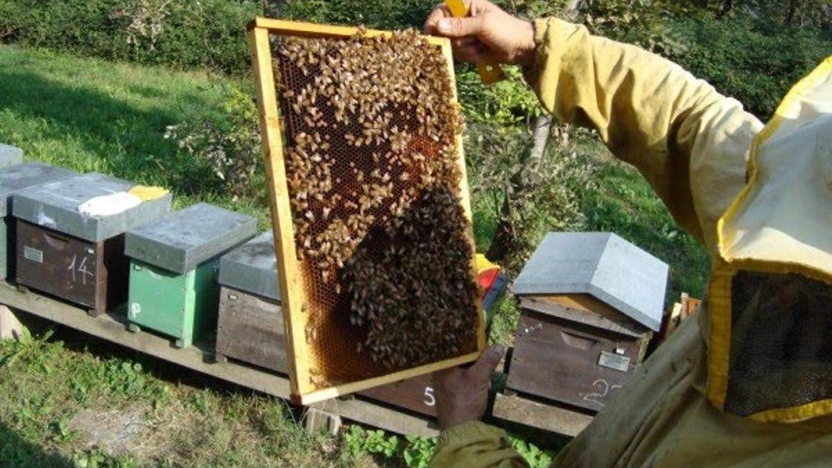 Il miele soffre la siccità: crolla la produzione in Sardegna