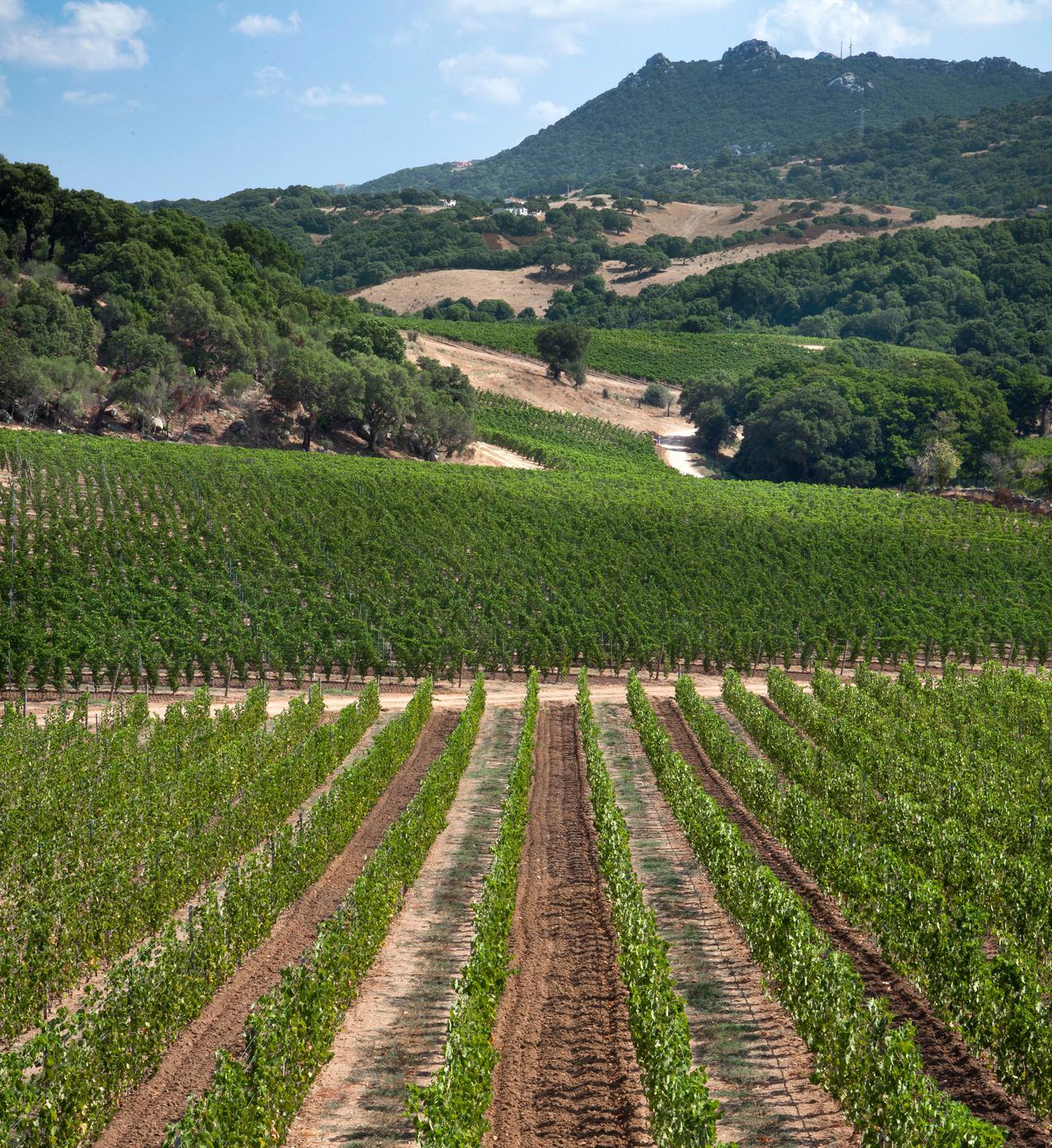 Economia, il Touring club premia i vini di Siddùra