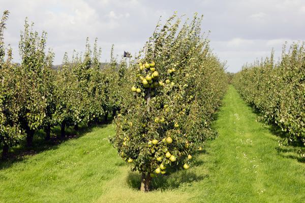 Disastro frutteti: persi 40mila ettari