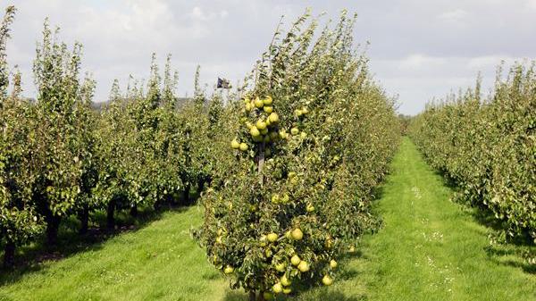 Disastro frutteti: persi 40mila ettari