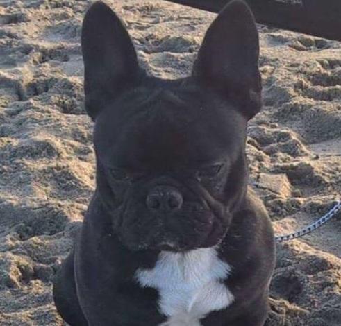 Pirro, il cane che non si trova dal 15 agosto