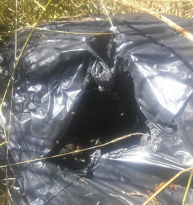 Colline di Camaiore, trovati cani morti dentro i sacchi dell'immondizia