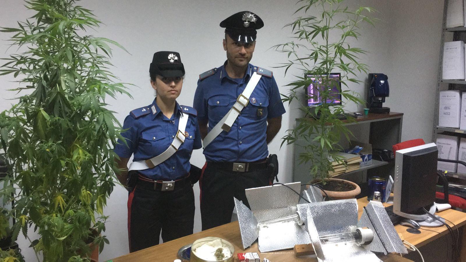Due delle piantine sequestrate e le lampade alogene