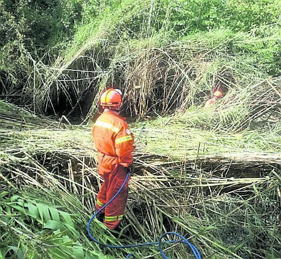 In fiamme un tratto di pineta a Marina di Vecchiano 