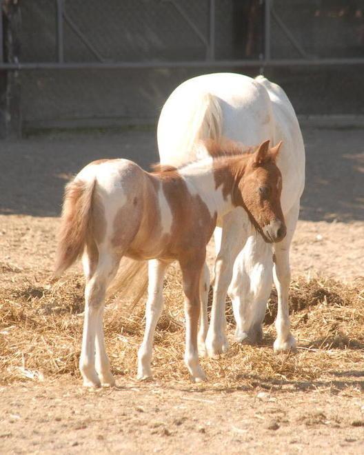 Pony, sopralluogo della giunta «Gli animali sono tenuti bene» 