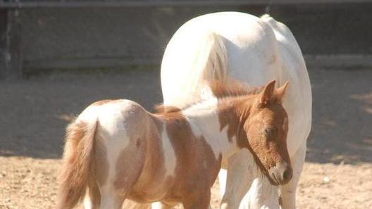 Pony, sopralluogo della giunta «Gli animali sono tenuti bene»