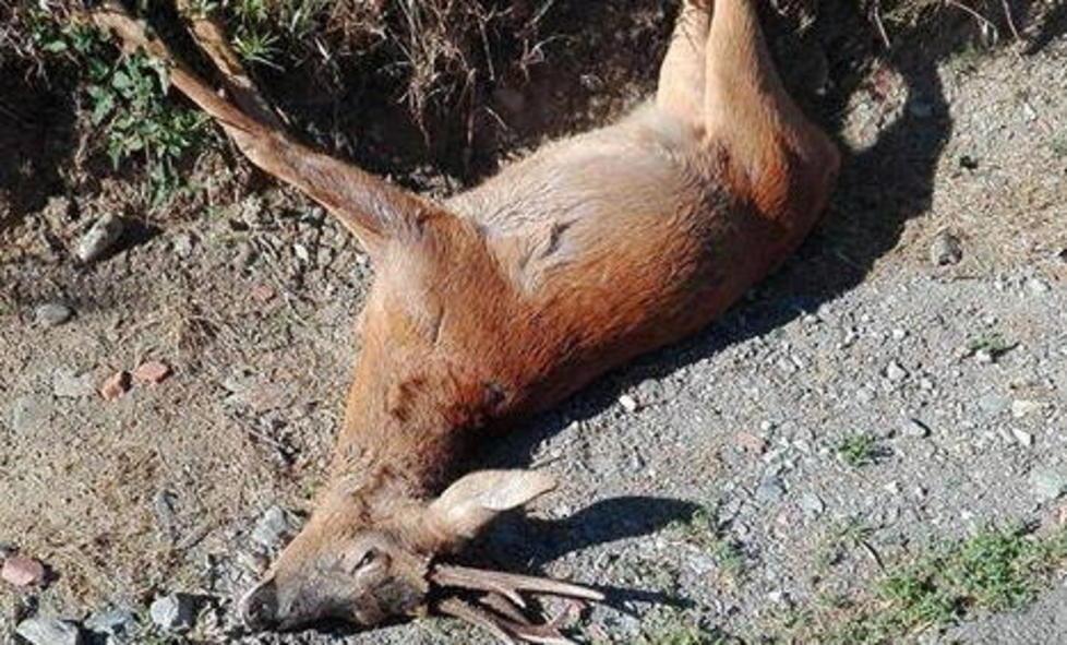 «Dobbiamo ridurre il ripopolamento» 
