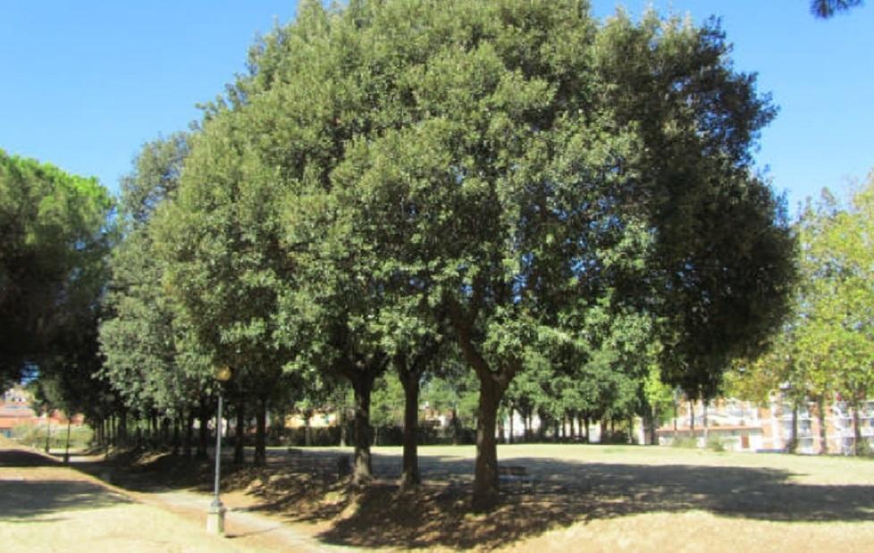 Fortezza Nuova, la Lipu contro le potature 