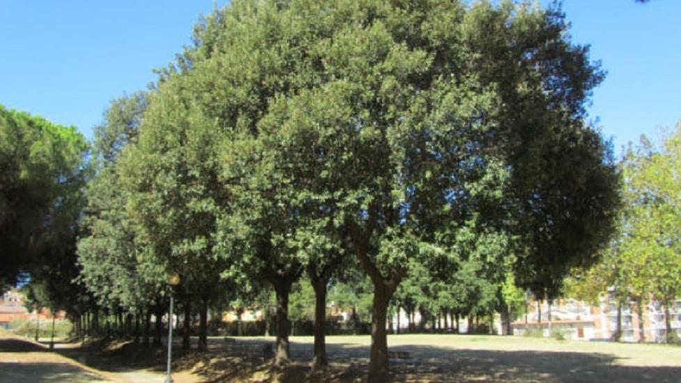 Fortezza Nuova, la Lipu contro le potature