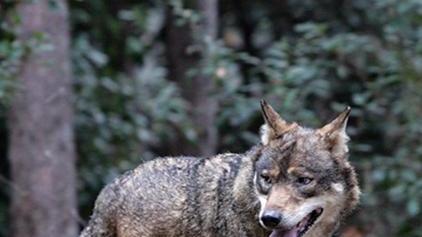 Tre capre sbranate: «Non sono stati i lupi»
