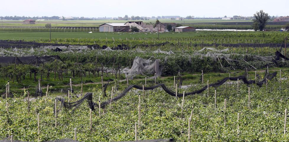 Emilia, frutteti dimezzati «Politiche agricole al palo» 