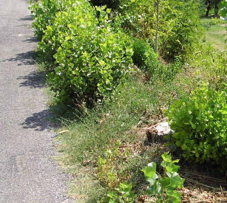 Sparisce l’oasi d’ombra del cimitero di Bondeno 