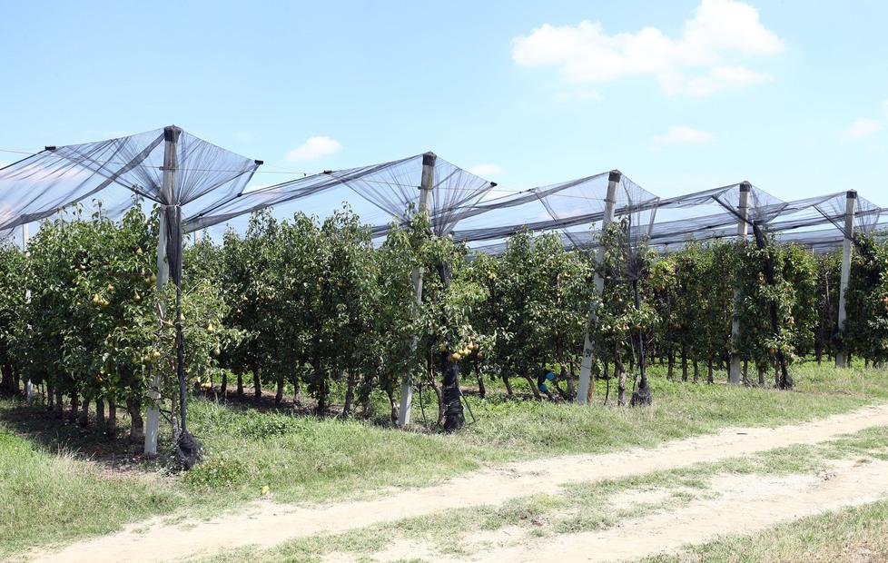 In 23 anni cancellato il 43% dei frutteti emiliani 
