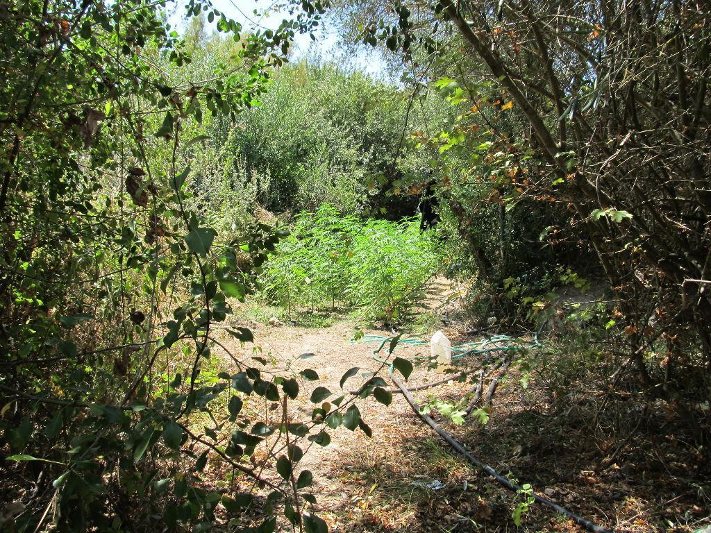La piantagione di cannabis indica scoperta a Gergei (foto Bulla)