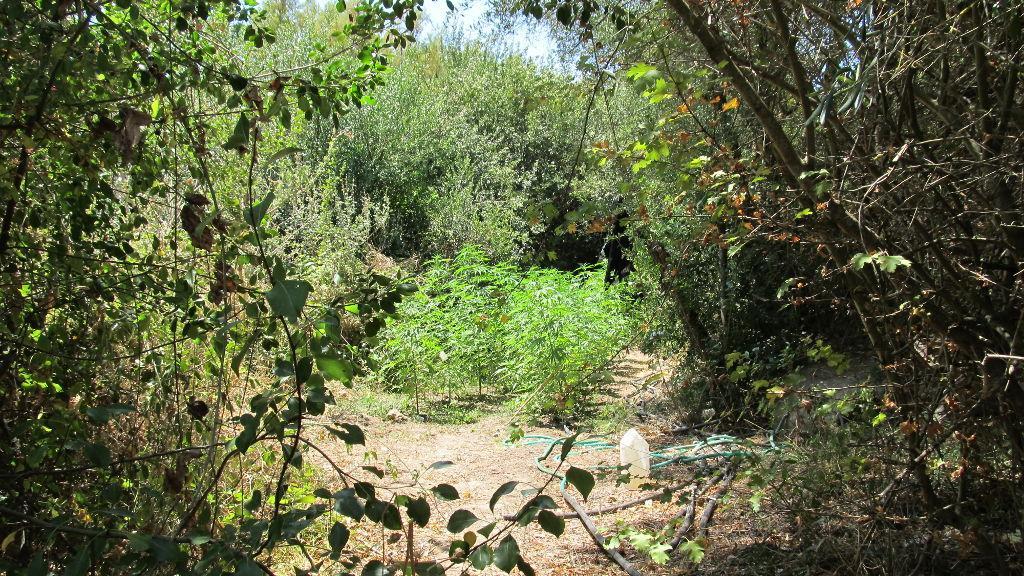 La piantagione di cannabis indica scoperta a Gergei (foto Bulla)