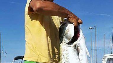 Pesca da record: Cerrai tira su una leccia da 16 chili