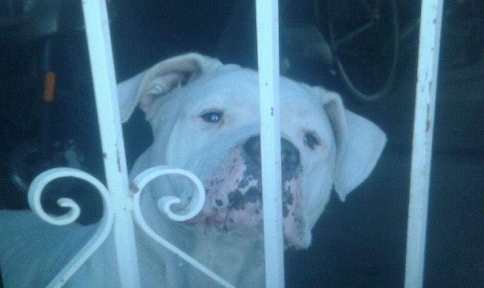 Attaccato da un dogo, rischia di perdere l’occhio 