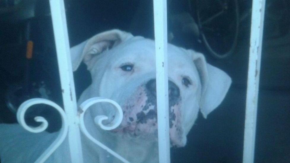 Attaccato da un dogo, rischia di perdere l’occhio