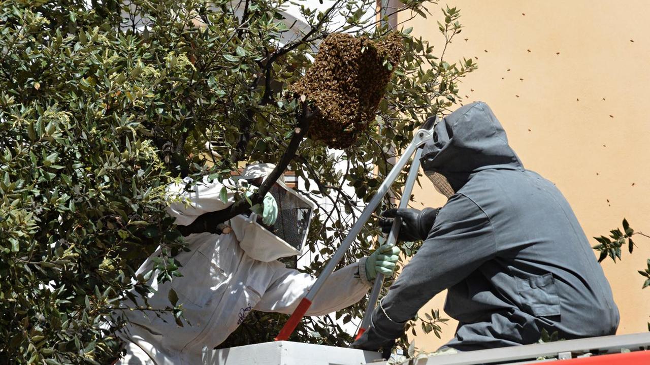 I vigili del fuoco intervengono per rimuovere un nido di vespe