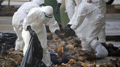 Aviaria, 500mila galline abbattute nel Nord Italia