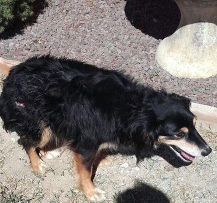 Cane azzannato, si sospettano lupi 