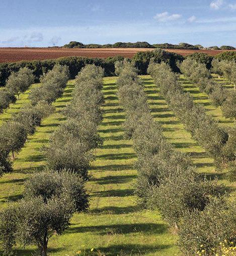 I dieci anni dell’olio Cherchi in lotta con le grandi industrie 
