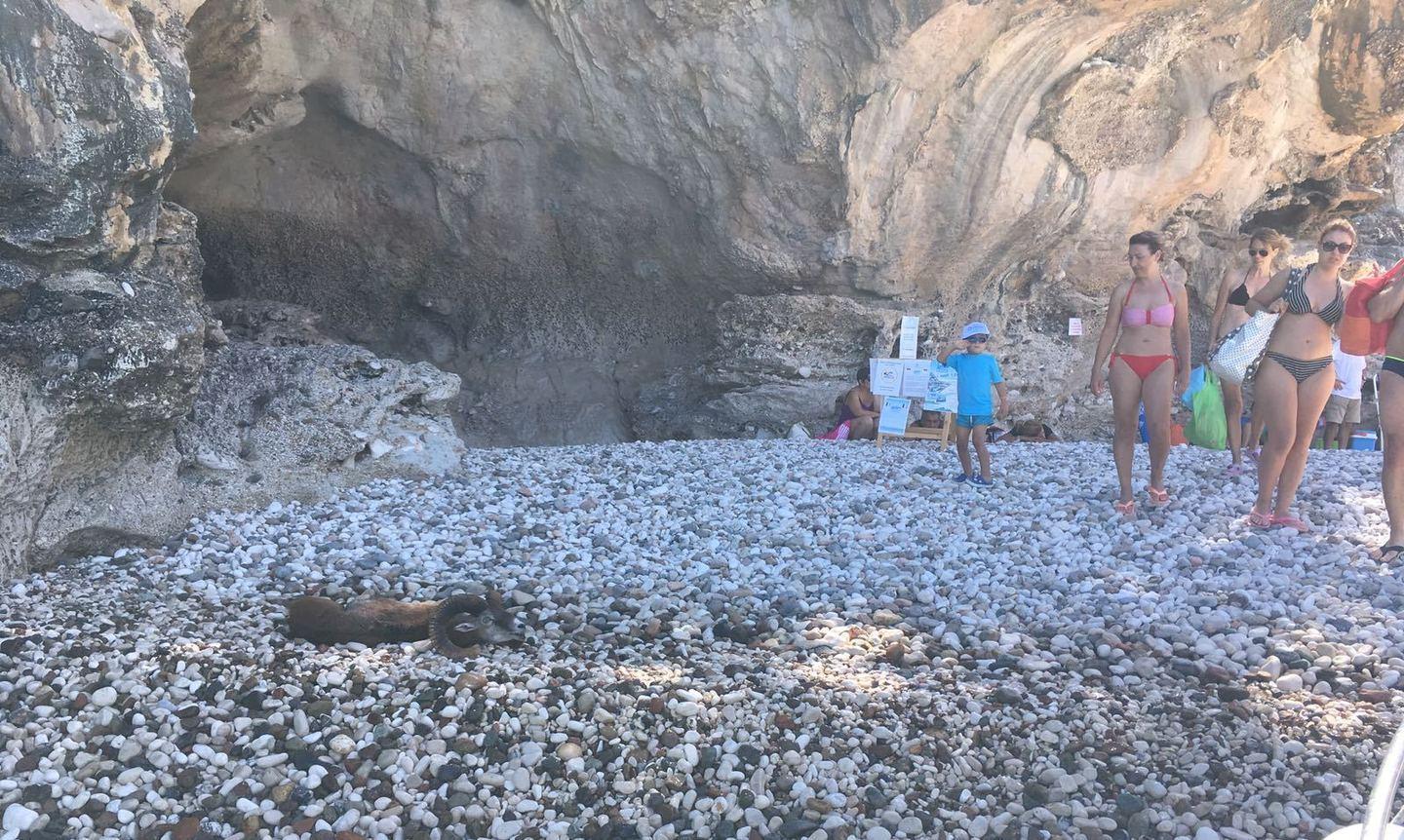 Muflone trovato morto a Cala Luna