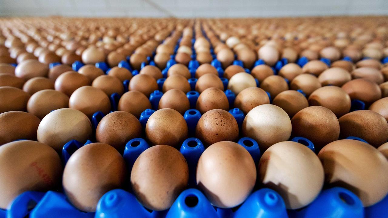 Niente insetticida nelle uova sarde: la Regione rassicura i consumatori 