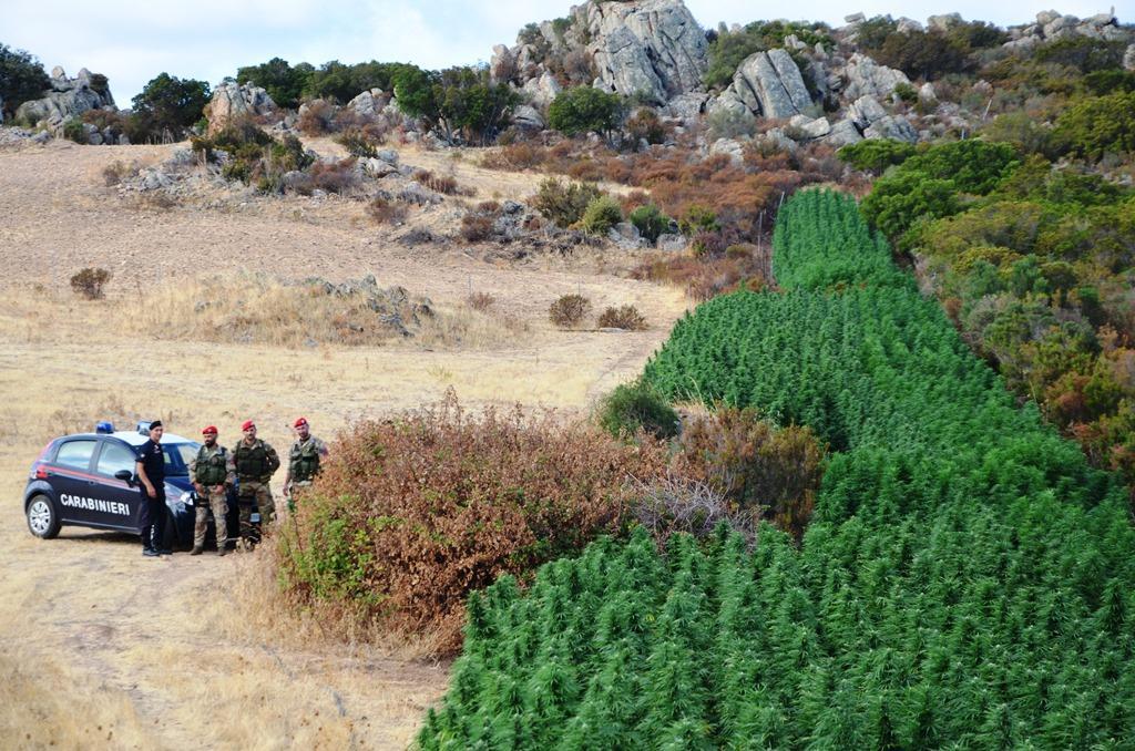 La piantagione scoperta dai carabinieri nelle campagne di Olbia