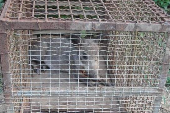 Cinghiale in gabbia, bracconiere nei guai 