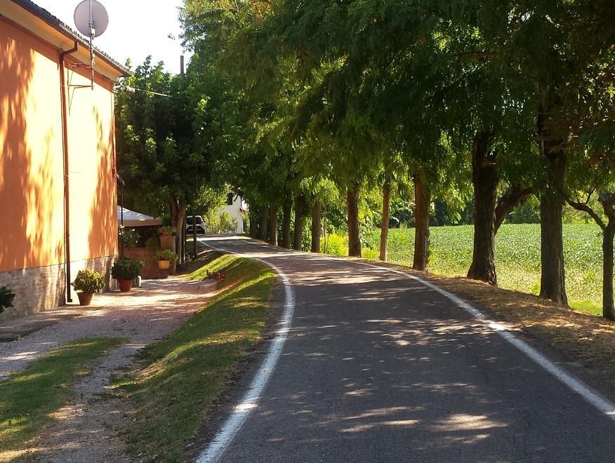 Fogna a cielo aperto strada senza banchina e un Primaro morto 