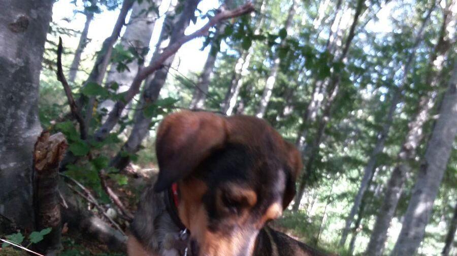 La cagnolina Sciuri, ritrovata grazie alle segnalazion