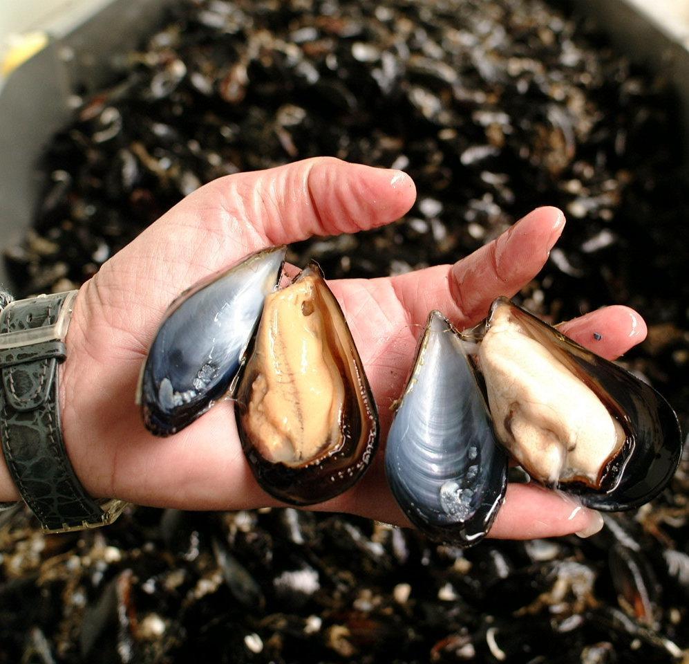 Cozze sarde o allevate in Grecia? La polemica sul web 