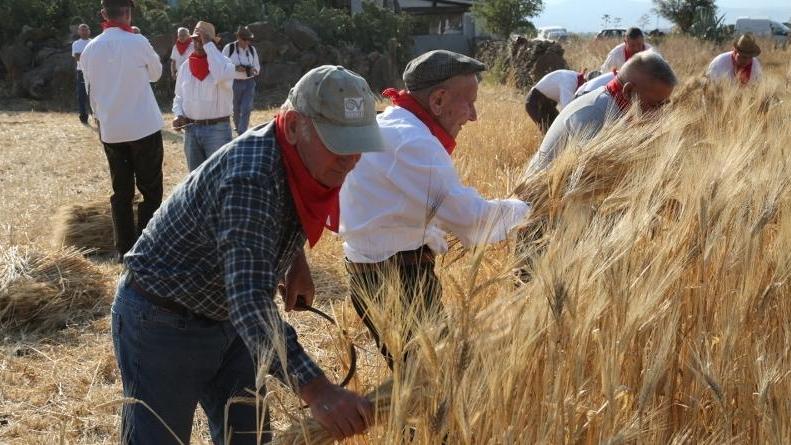 Dualchi riscopre l’antica coltivazione del grano