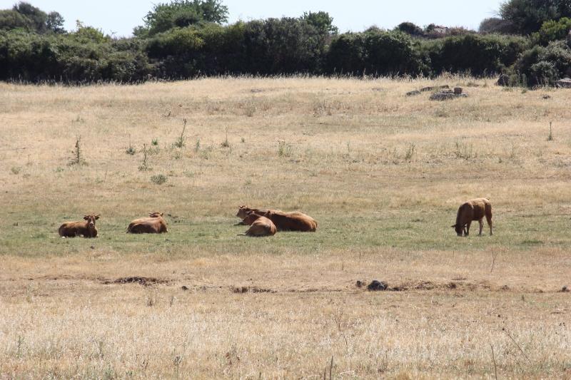 Incendi e siccità, Legambiente chiede il rinvio della caccia di un mese