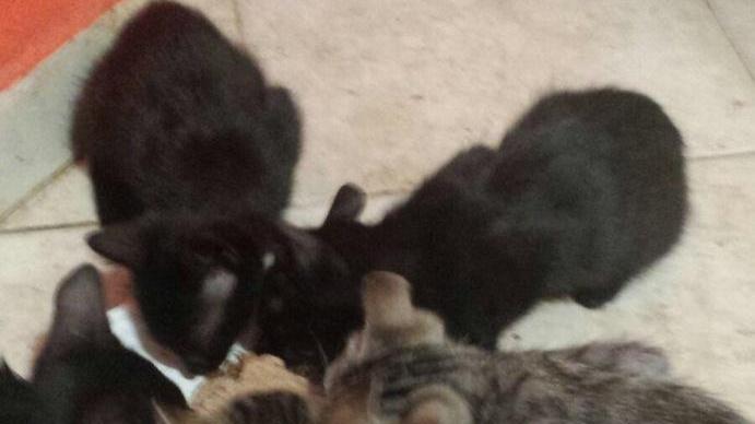 Ancora emergenza abbandoni di gatti Miciottoli: «Gli enti non ci ascoltano»
