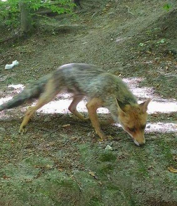 Il picnic era con una volpe, non con un ibrido