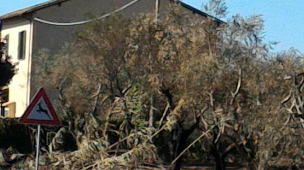 Brucia la banchina lungo l’Aurelia Una siepe separa il rogo da un’abitazione