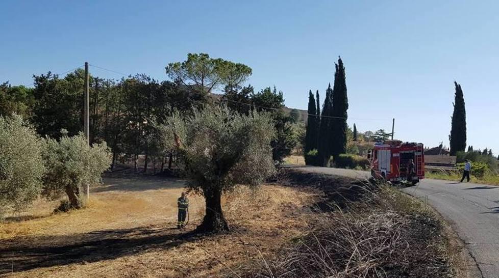 Olivi in cenere a pochi metri da casa 