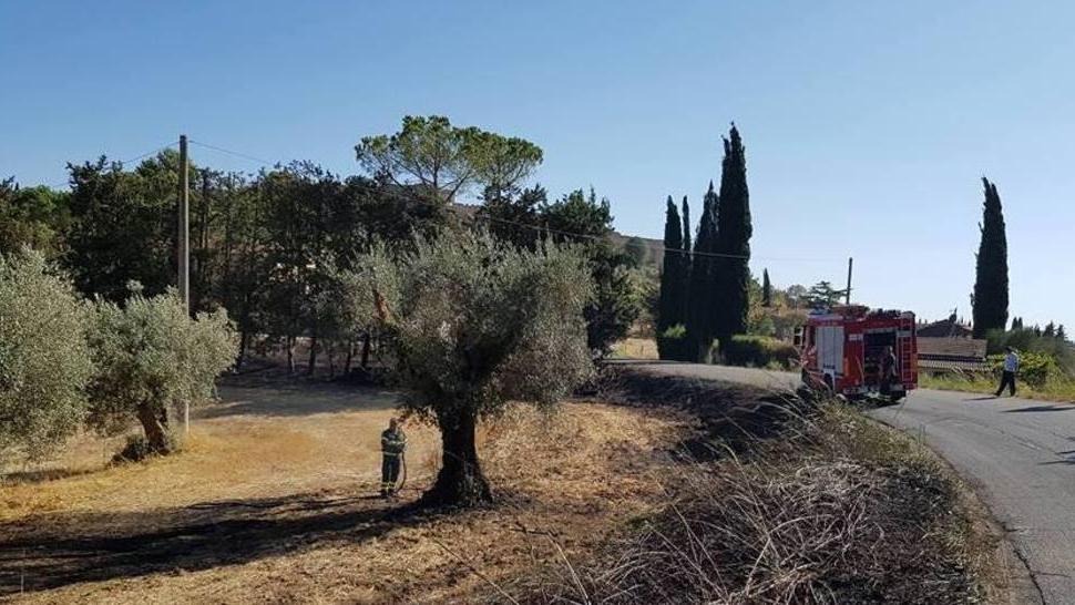 Olivi in cenere a pochi metri da casa