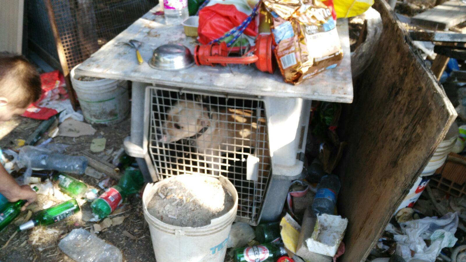 Rinchiusi nel lager per animali: salvati cani e piccioni