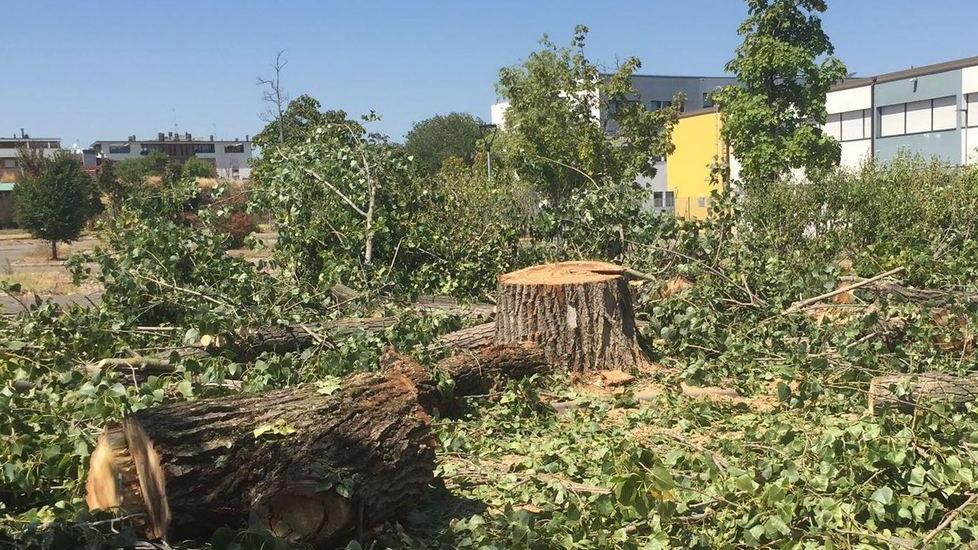 Modena: rabbia in via Schiocchi: «Hanno abbattuto il mega pioppo sano»