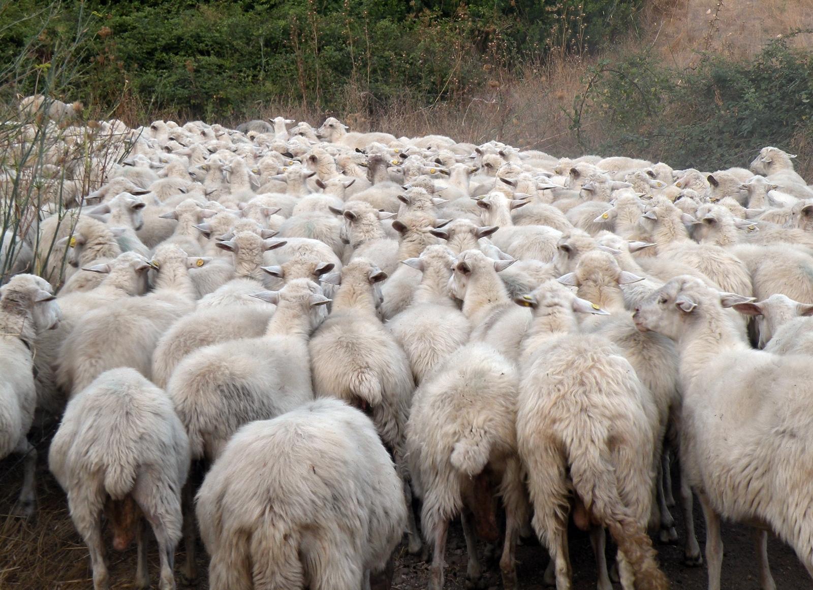 Lingua blu in Ogliastra: al via le vaccinazioni per gli ovini