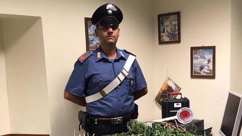 Coltivano marijuana a Rosignano, arrestati