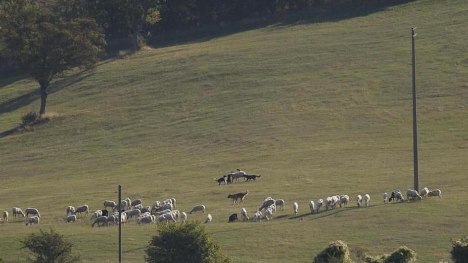 Scansano, altra strage di pecore