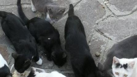 La colonia felina cresce ancora: «Aiutateci»