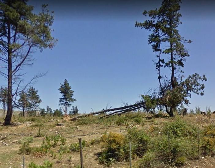 Aritzo, polemica sul taglio dei pini 