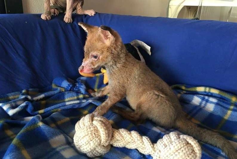 Ospite dell’Acquario volpina sopravvissuta a un incendio