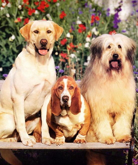 “Una giornata da cani” Villa Cacciari si apre a star a quattro zampe